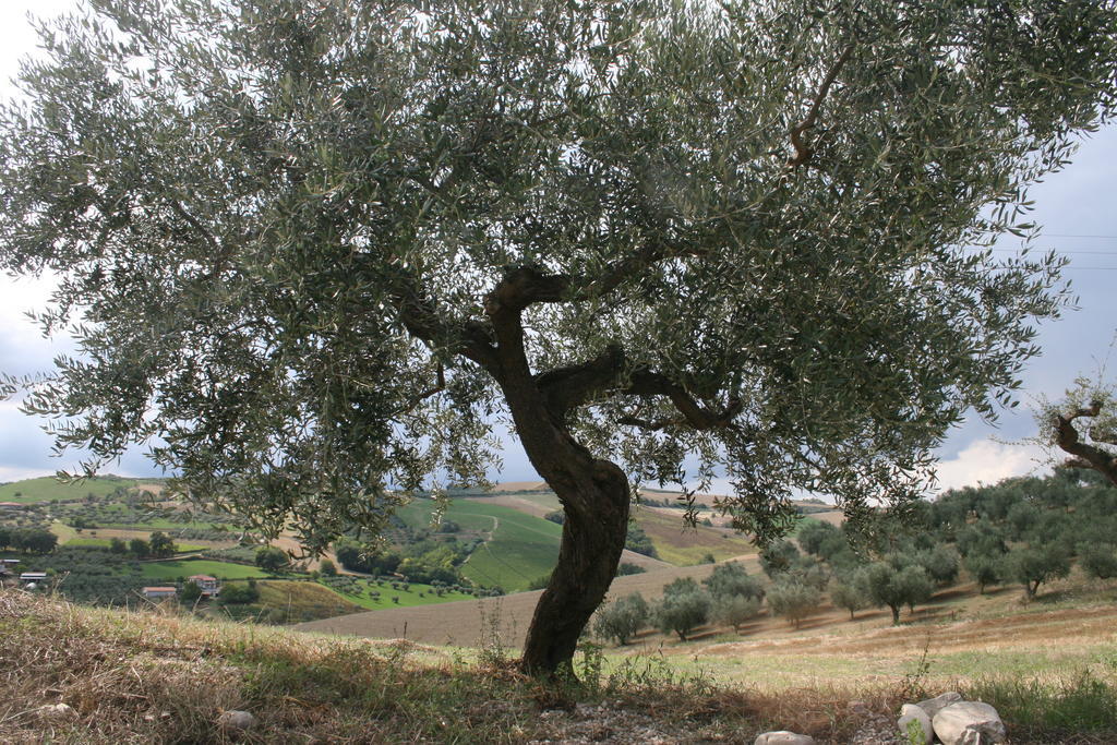 Agriturismo Cignale Penne Extérieur photo